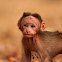 Bonnet Macaque (Baby,Juvenile)