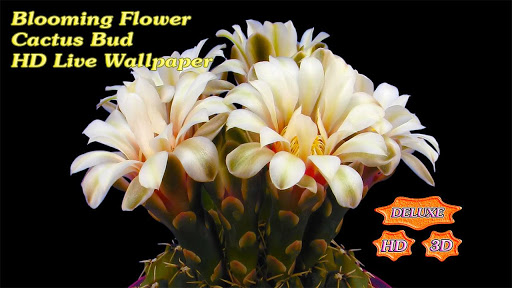 免費個人化App|Blooming Flower Cactus Buds|阿達玩APP