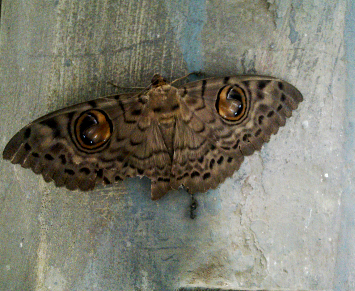 Owl Moth