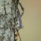 Orange-tipped Leaf-footed Bug