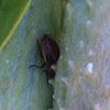 Milkweed bug