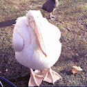 Great White Pelican