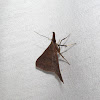 Hermiininae moth