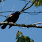 Red-winged Blackbird