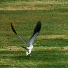 Black-winged Kite