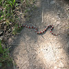 California Mountain Kingsnake