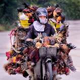 chicken-cycle vietnam by Anastasia Tompkins -  