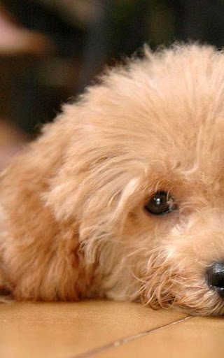 【免費個人化App】Toy Poodle Wallpapers-APP點子