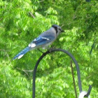 Blue Jay