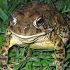 Guttural Toad
