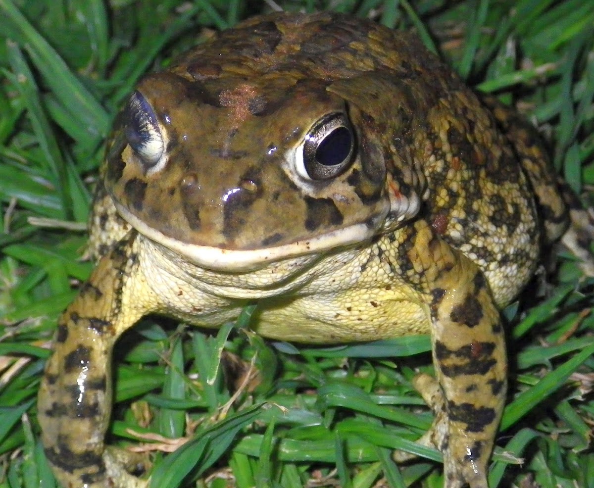 Guttural Toad