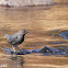 American Dipper