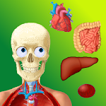 Puzzle Anatomy (learning game) Apk