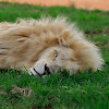 White African Lion