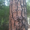 Woodpecker holes / Ponderosa Pine