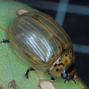 Leaf beetle