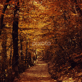 golden place by Adrian  Limani - Landscapes Forests