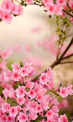 免費下載攝影APP|Spring Flowers Live Wallpaper app開箱文|APP開箱王