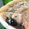 Fungus Beetle