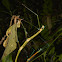 Stick Insect - Pair