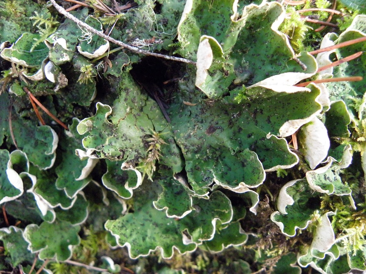 macro lichen