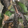 Funnel  web spider