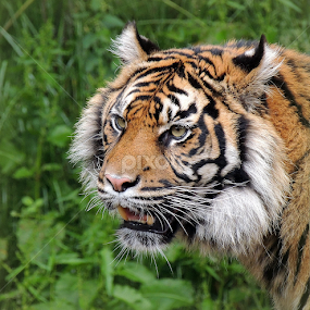 Daseep by Kathryn Willett - Animals Lions, Tigers & Big Cats