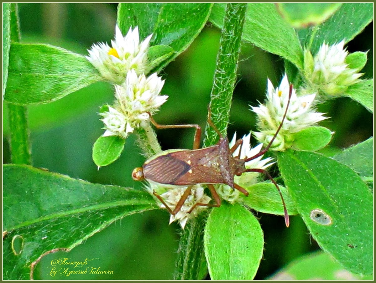 Horned Coreid Bug