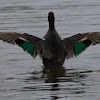 Green-wing Teal