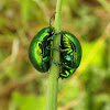 Mint leaf beetle