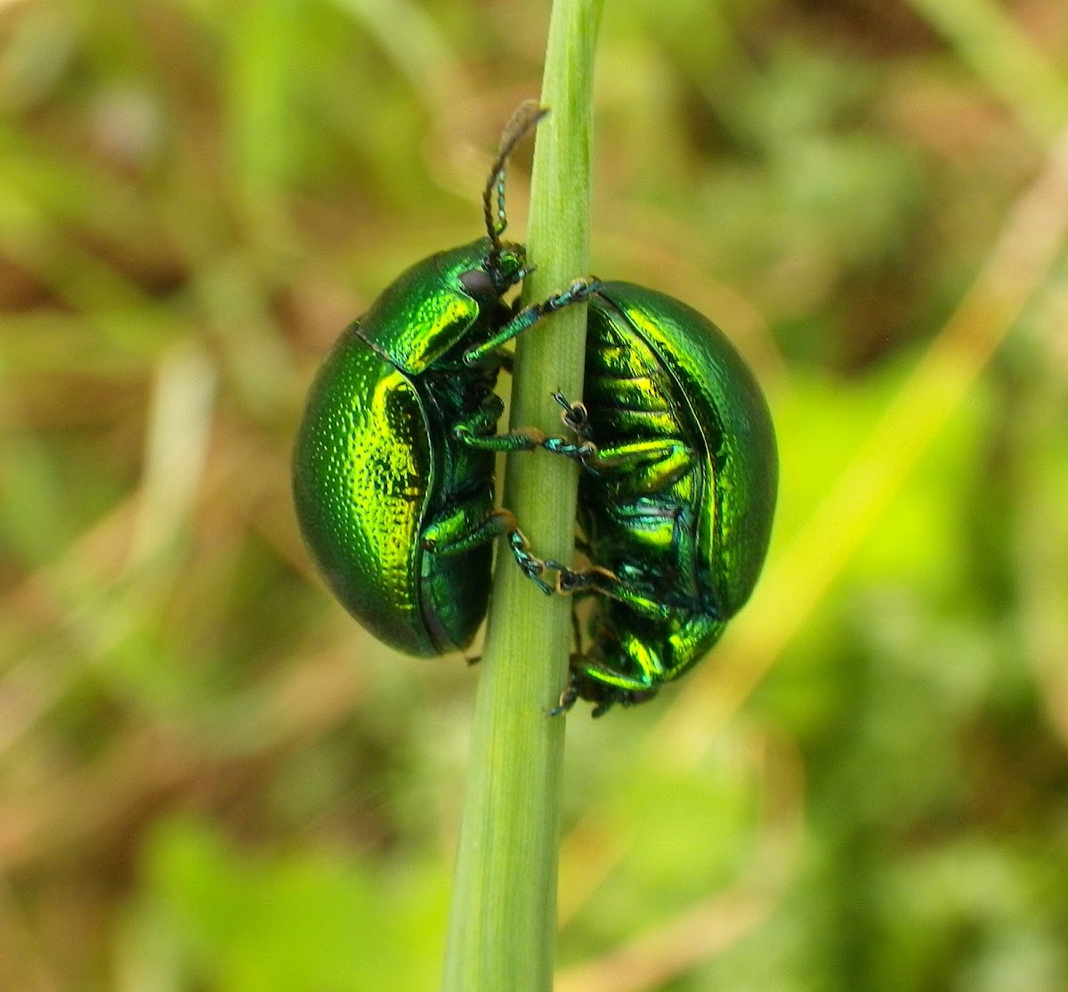 Mint leaf beetle
