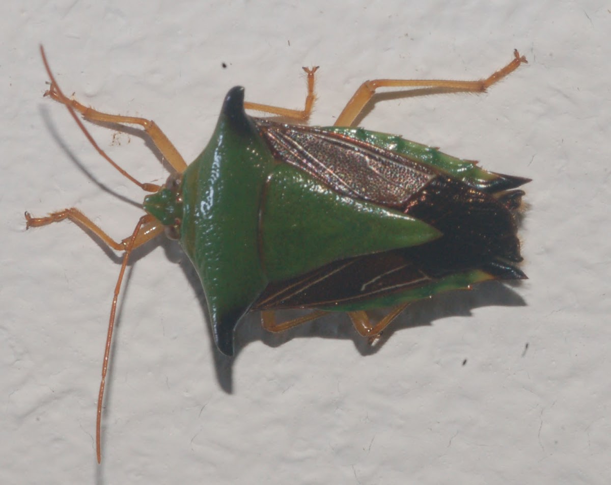 Stink Bug, Edessa sp.