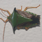 Stink Bug, Edessa sp.