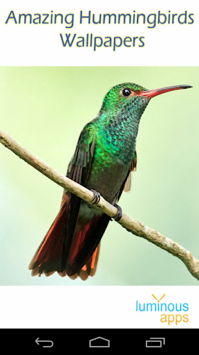 Amazing Hummingbirds Wallpaper