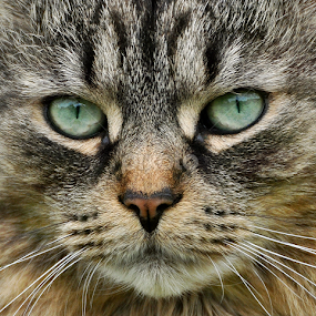by Heidi Emanouel  - Animals - Cats Portraits
