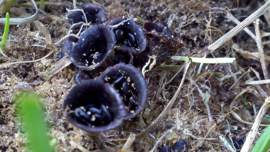 Bird Nest Fungi