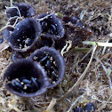 Bird Nest Fungi