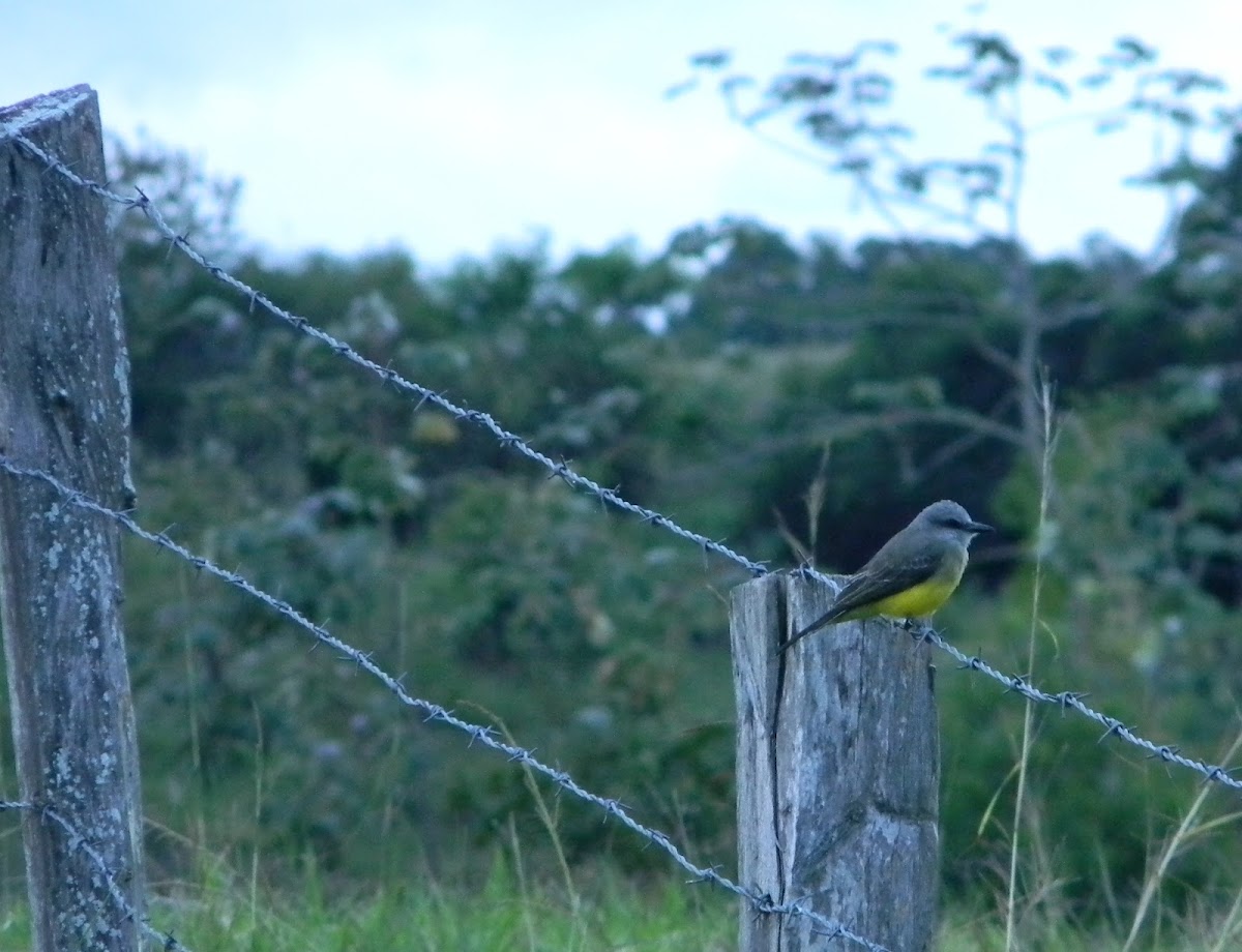 pitogüé - tropical kingbird