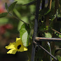 BLACK-EYED SUSAN VINE