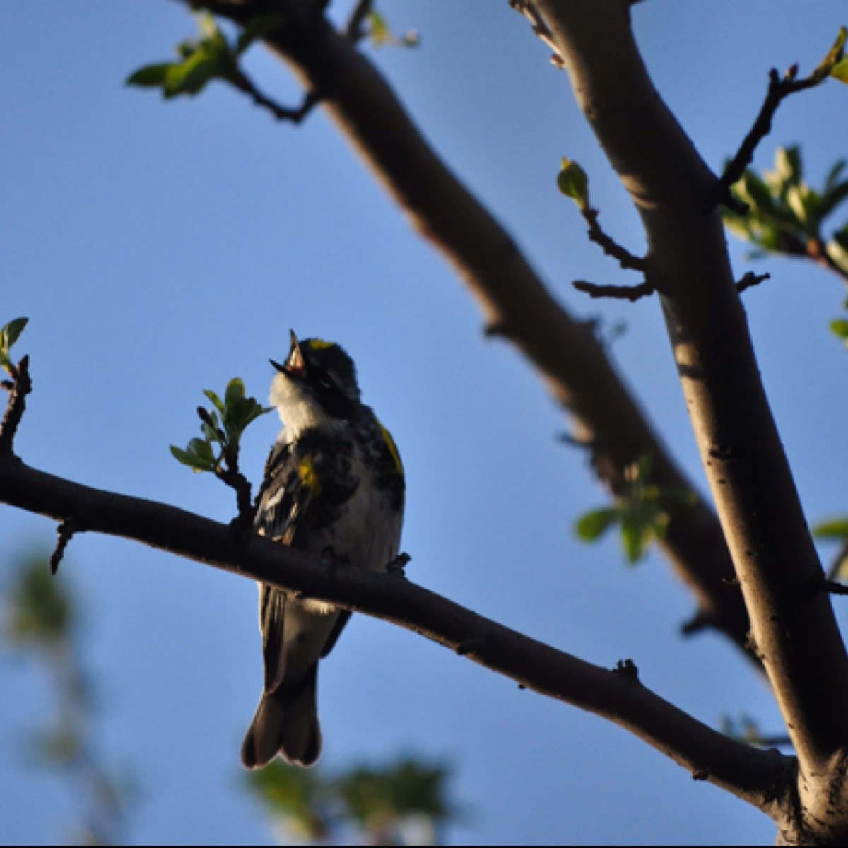 Yellow-Rumped Warbler