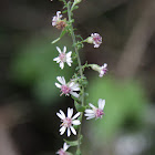 calico aster