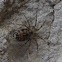 Wall Spider