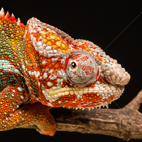 by Nigel Atkins - Animals Reptiles