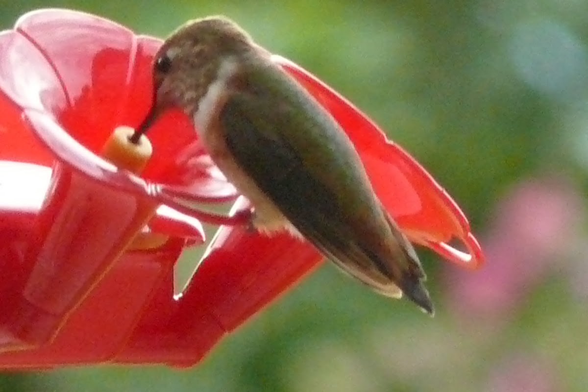 Black-chinned Hummingbird(fm)