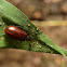 Lagriid Beetle