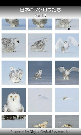 Owls of Japan