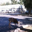 California mule deer