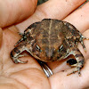 Fowler's Toad, female