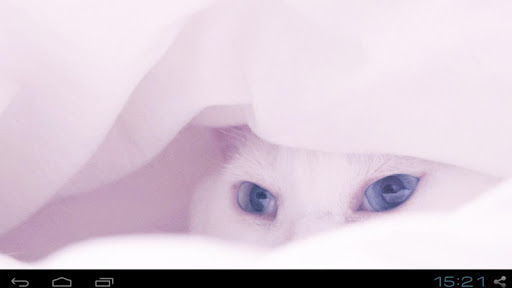 かわいい白猫の画像