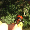 American burying beetle